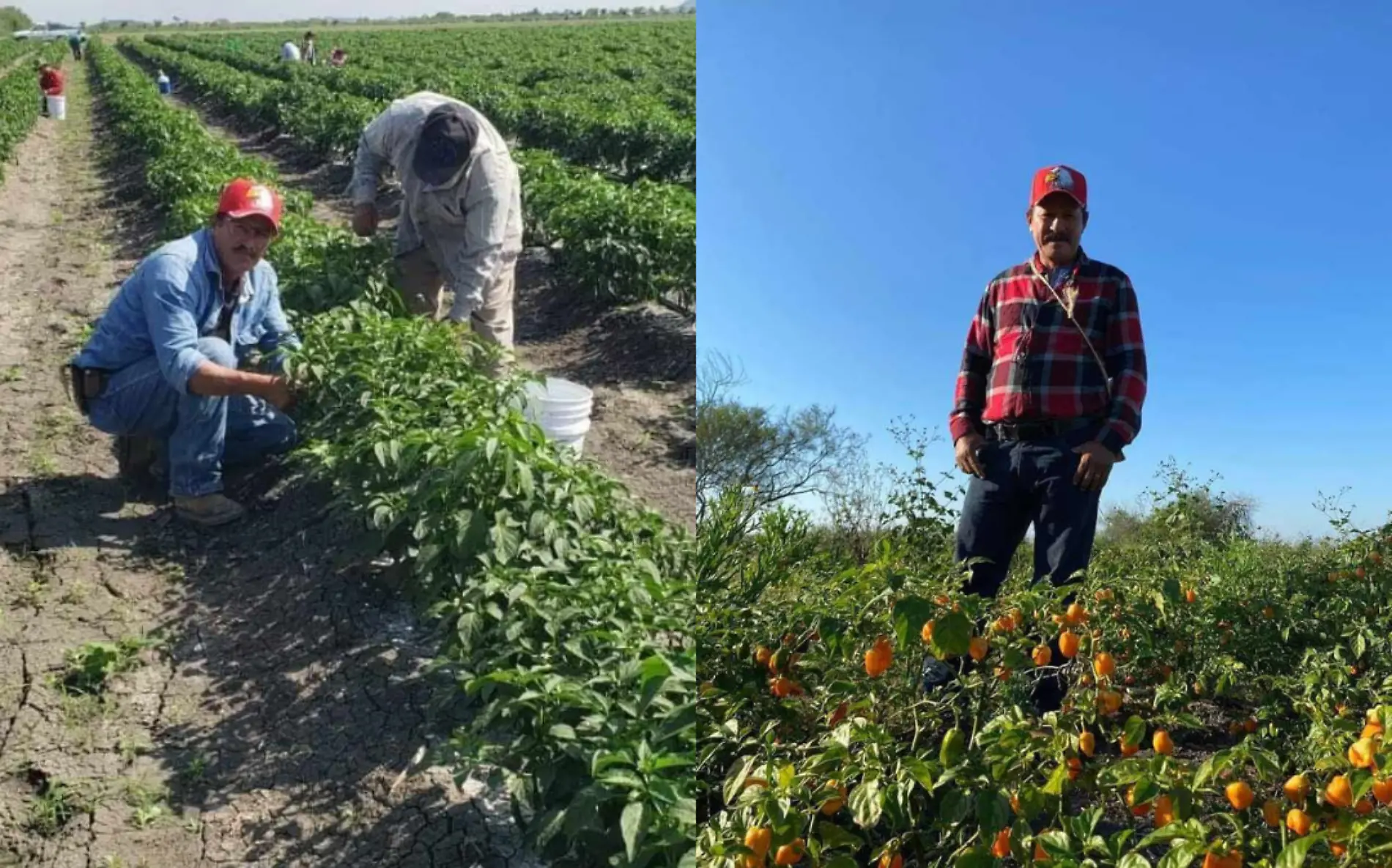 Un agricultor de Altamira anunció que regalará su cosecha de chile serrano, lo que generó una gran expectación en las redes sociales